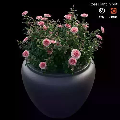 Rose plant in pot 