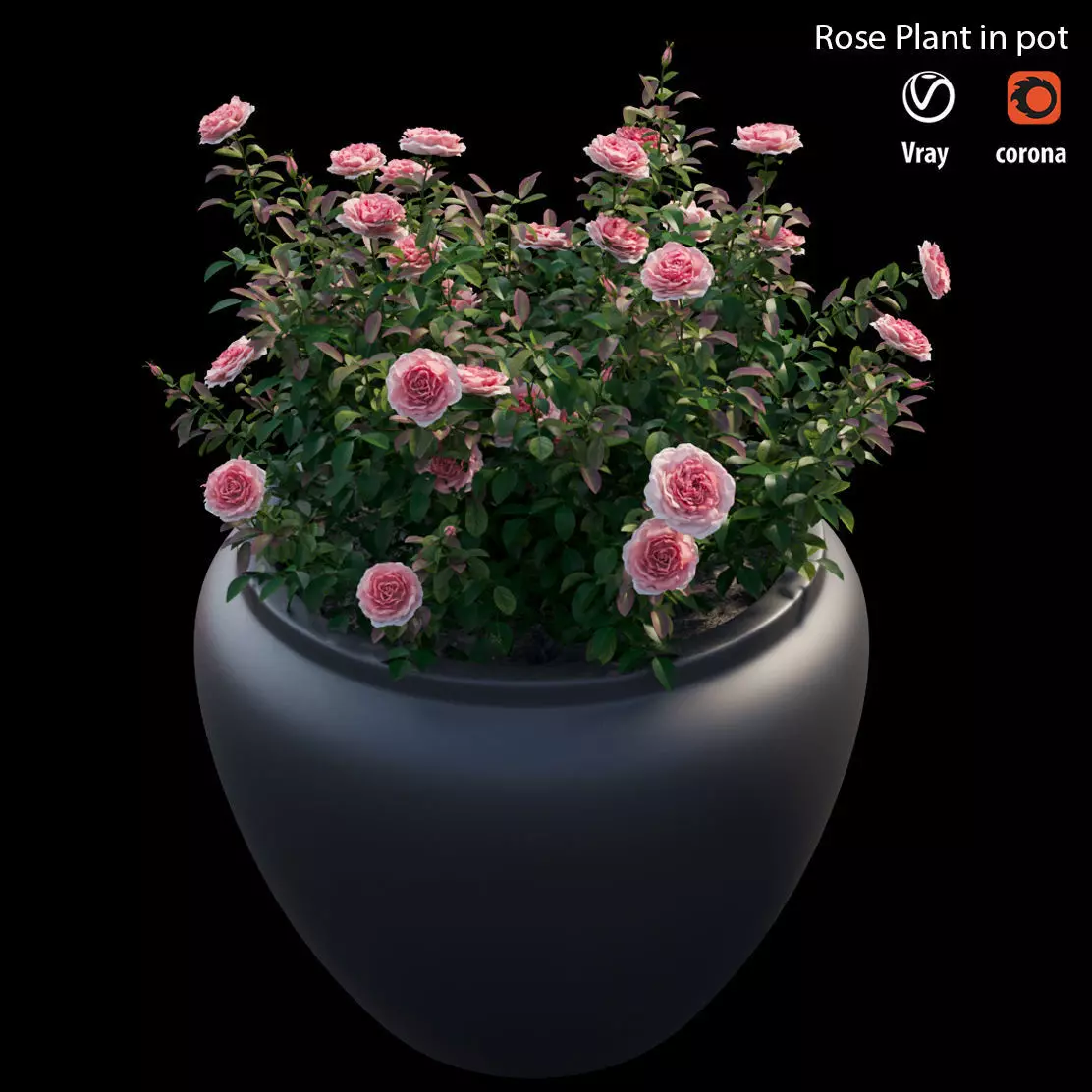 Rose plant in pot 3D model