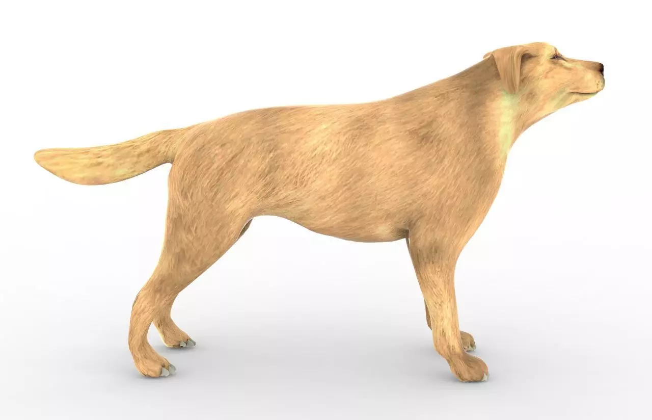 Animal - Dog 3D model_0