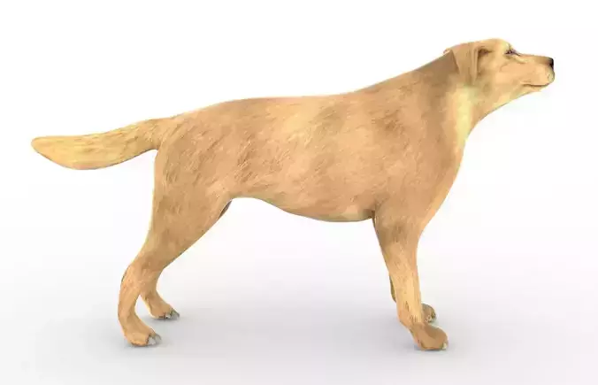 Animal - Dog