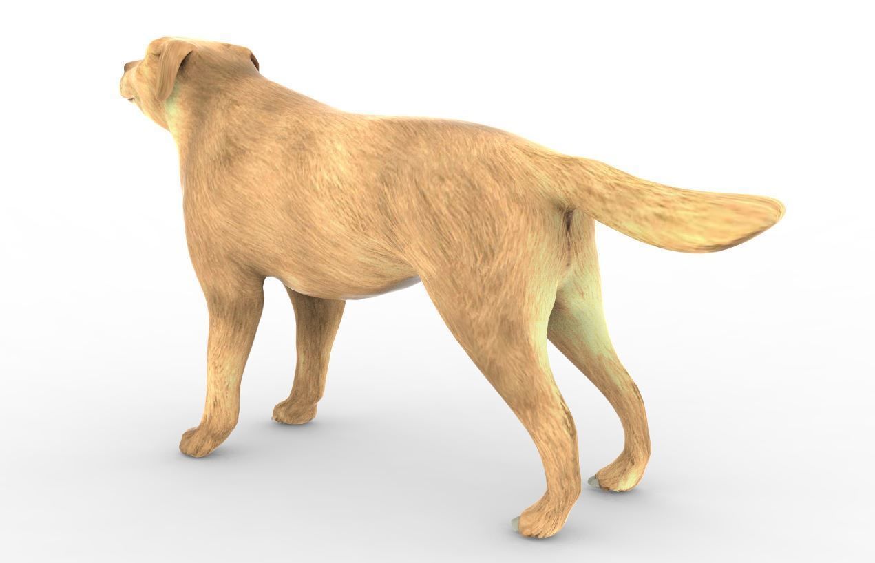 Animal - Dog 3D model_2