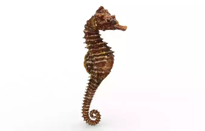 Animal - Seahorse