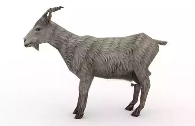 Animal - Goat