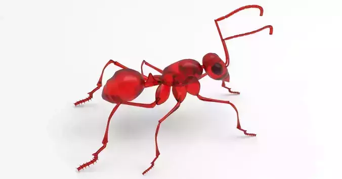 Animal - ant
