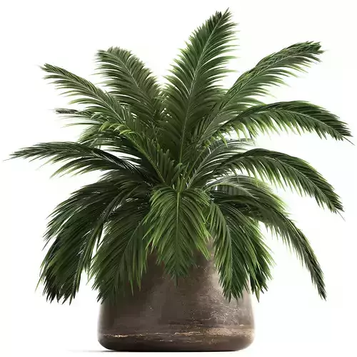 Decorative palm in a Flowerpot for the interior 921