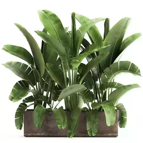 Banana palm in a flowerpot for the interior 922