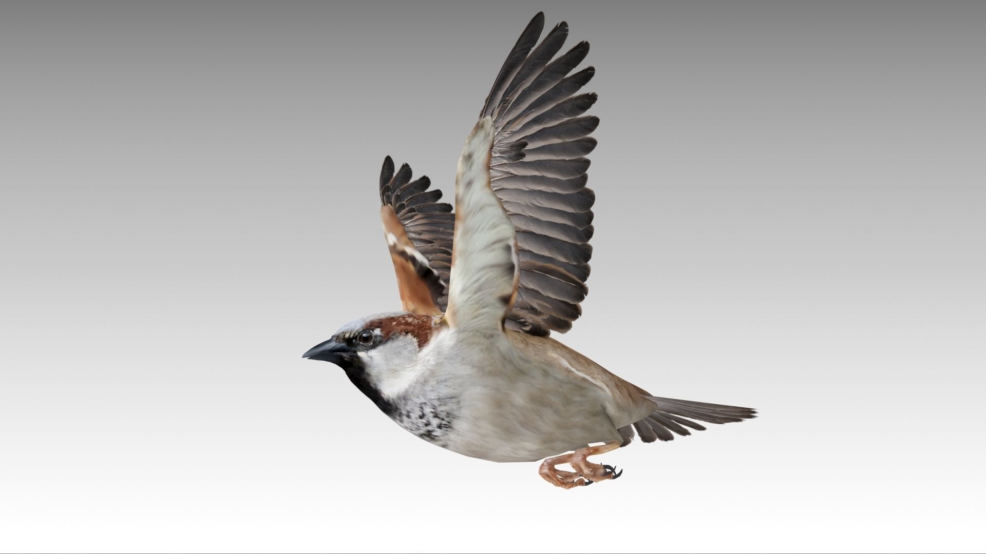 Sparrow flying in air Low-poly 3D model_8