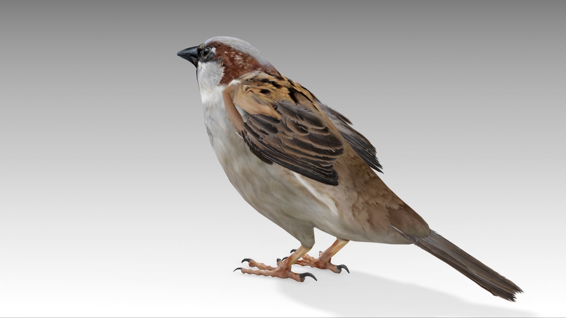Sparrow flying in air Low-poly 3D model_4