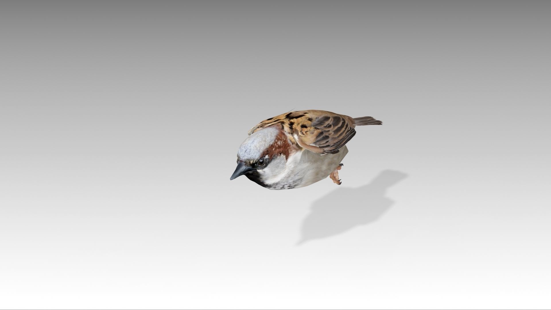 Sparrow flying in air Low-poly 3D model_10