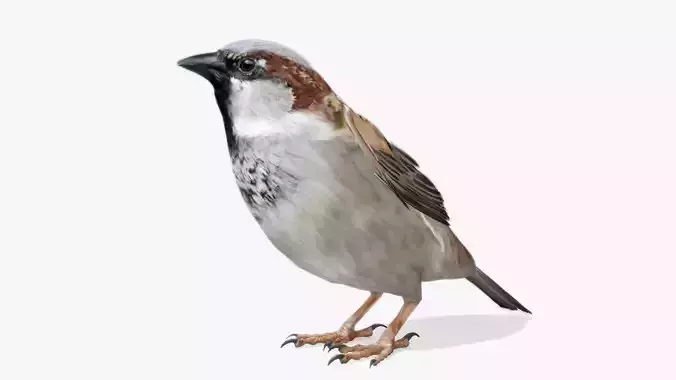 Sparrow flying in air Low-poly 3D model