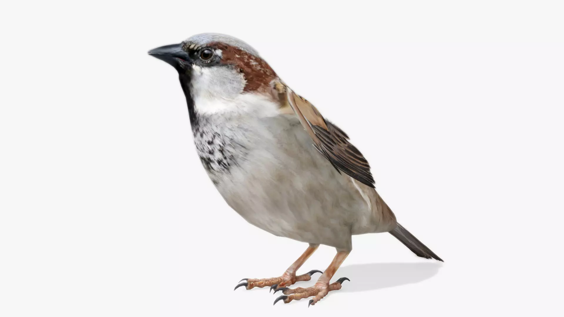 Sparrow flying in air Low-poly 3D model_0
