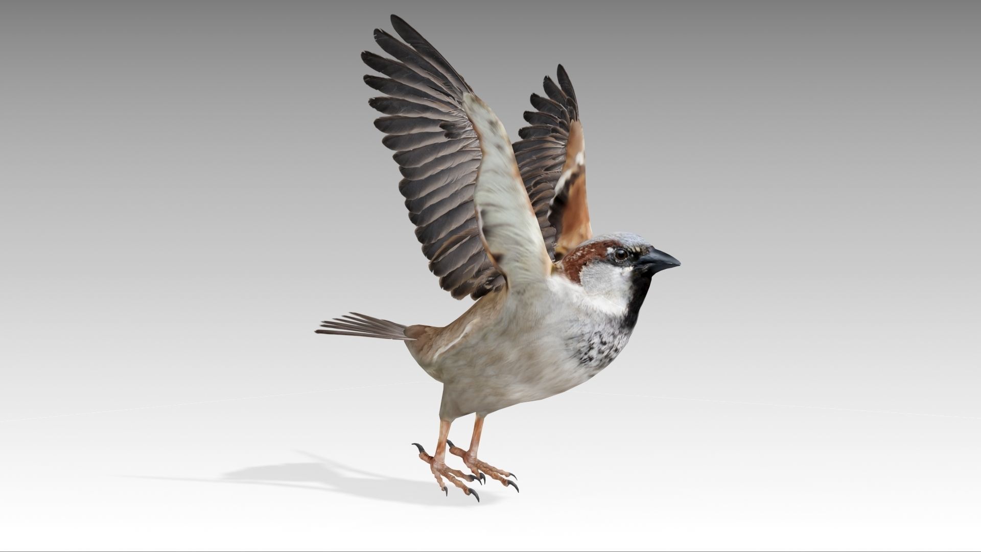 Sparrow flying in air Low-poly 3D model_7