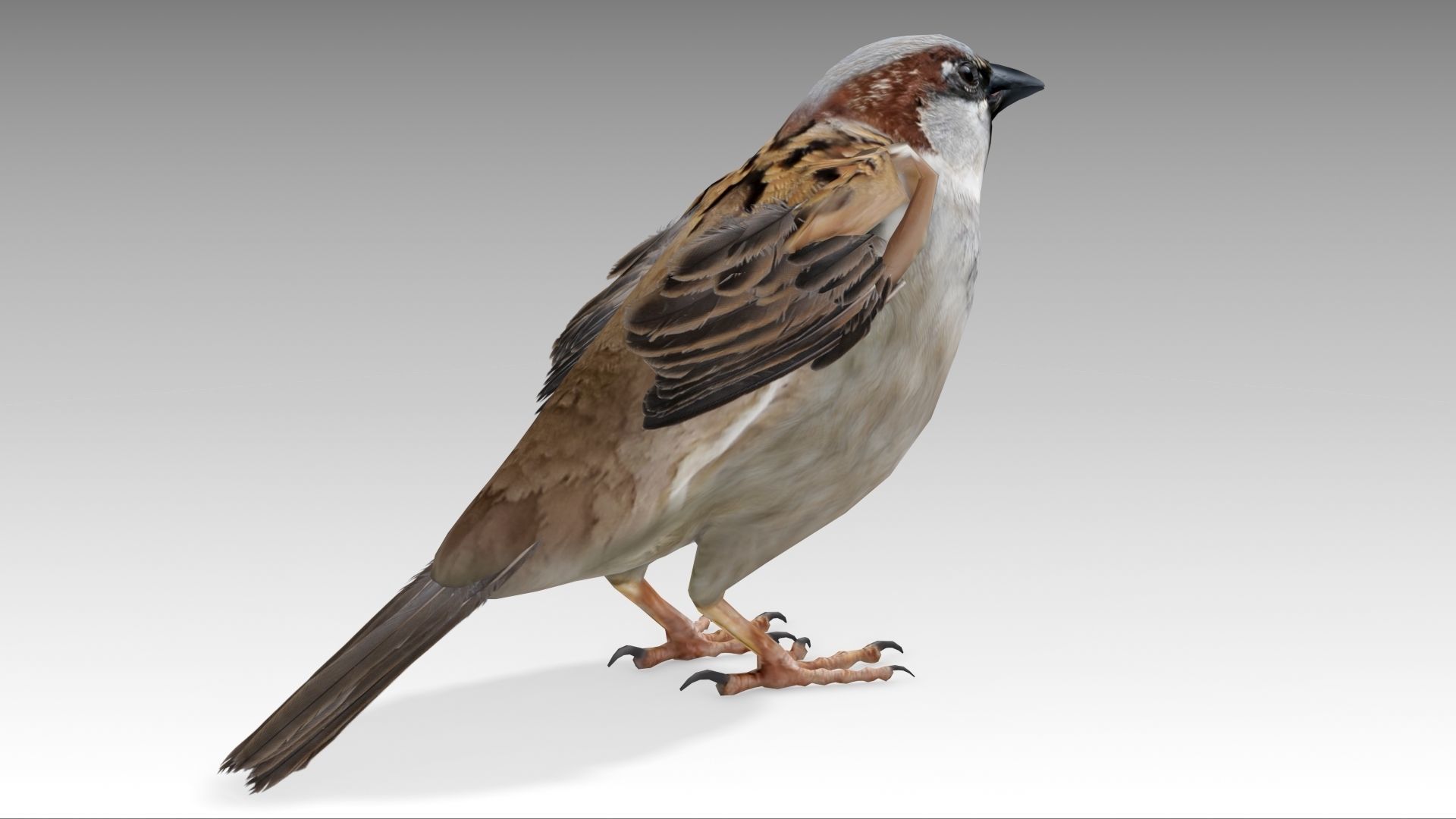 Sparrow flying in air Low-poly 3D model_3