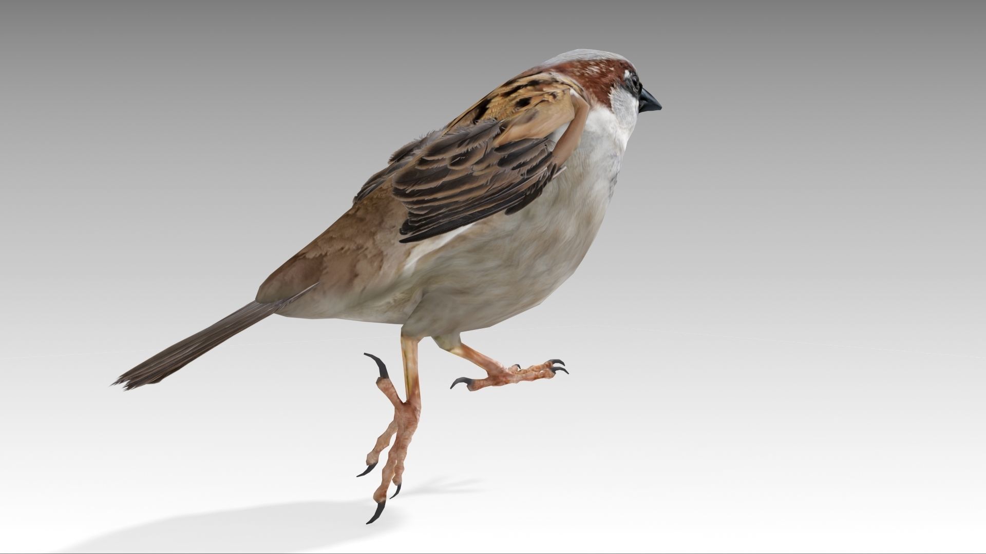 Sparrow flying in air Low-poly 3D model_5