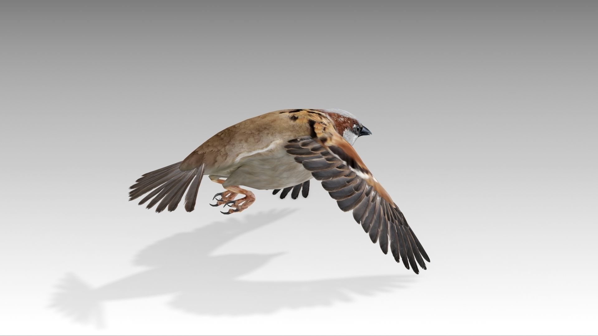 Sparrow flying in air Low-poly 3D model_9