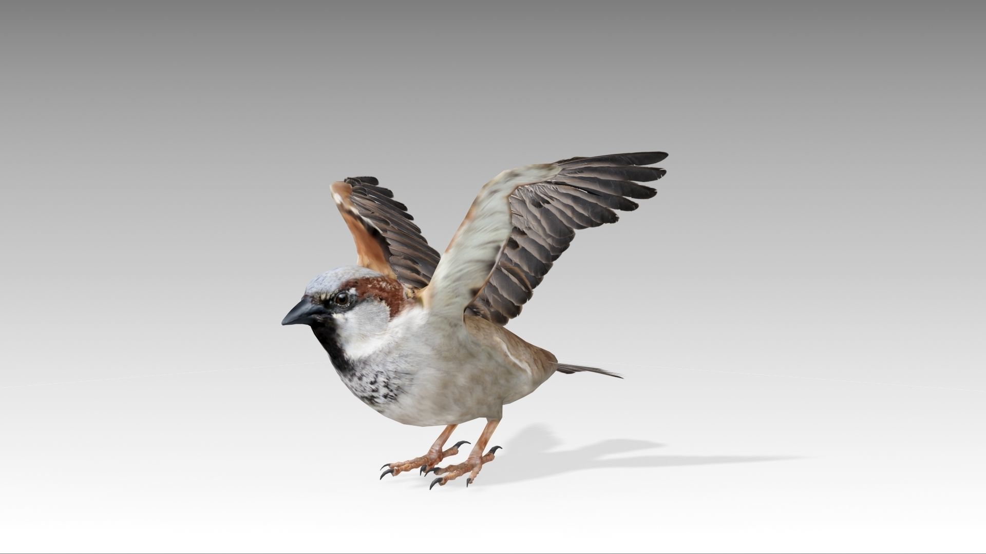 Sparrow flying in air Low-poly 3D model_12