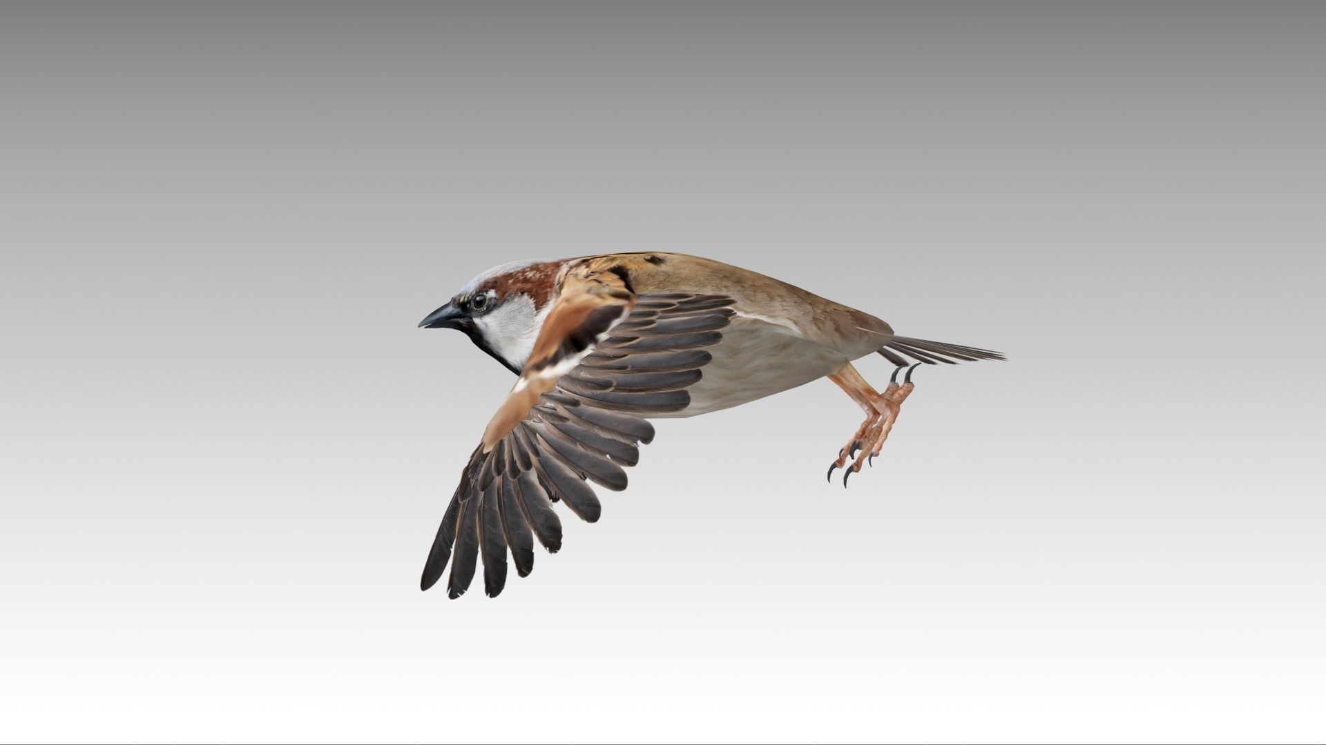 Sparrow flying in air Low-poly 3D model_13