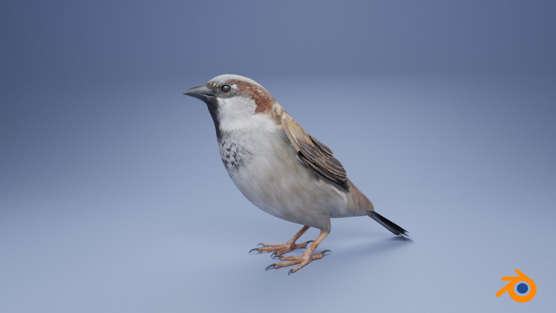 Sparrow flying in air Low-poly 3D model_15
