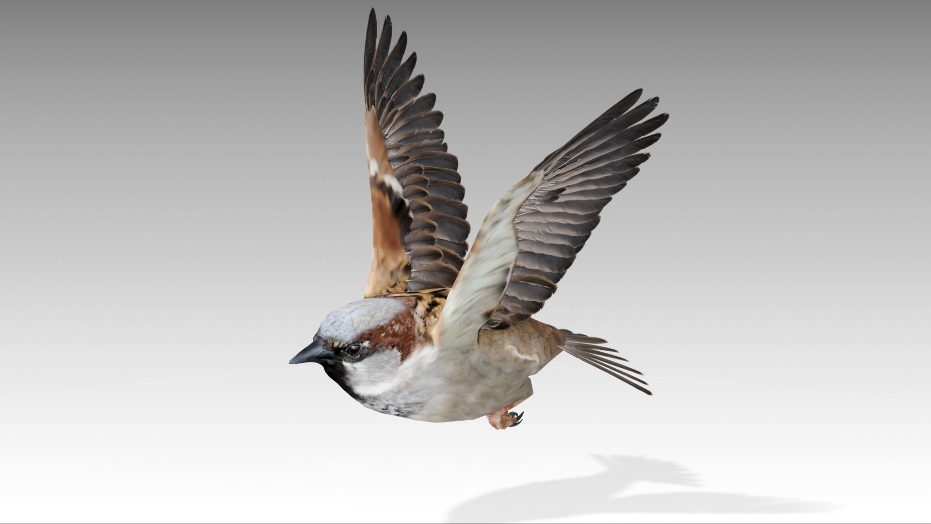 Sparrow flying in air Low-poly 3D model_11