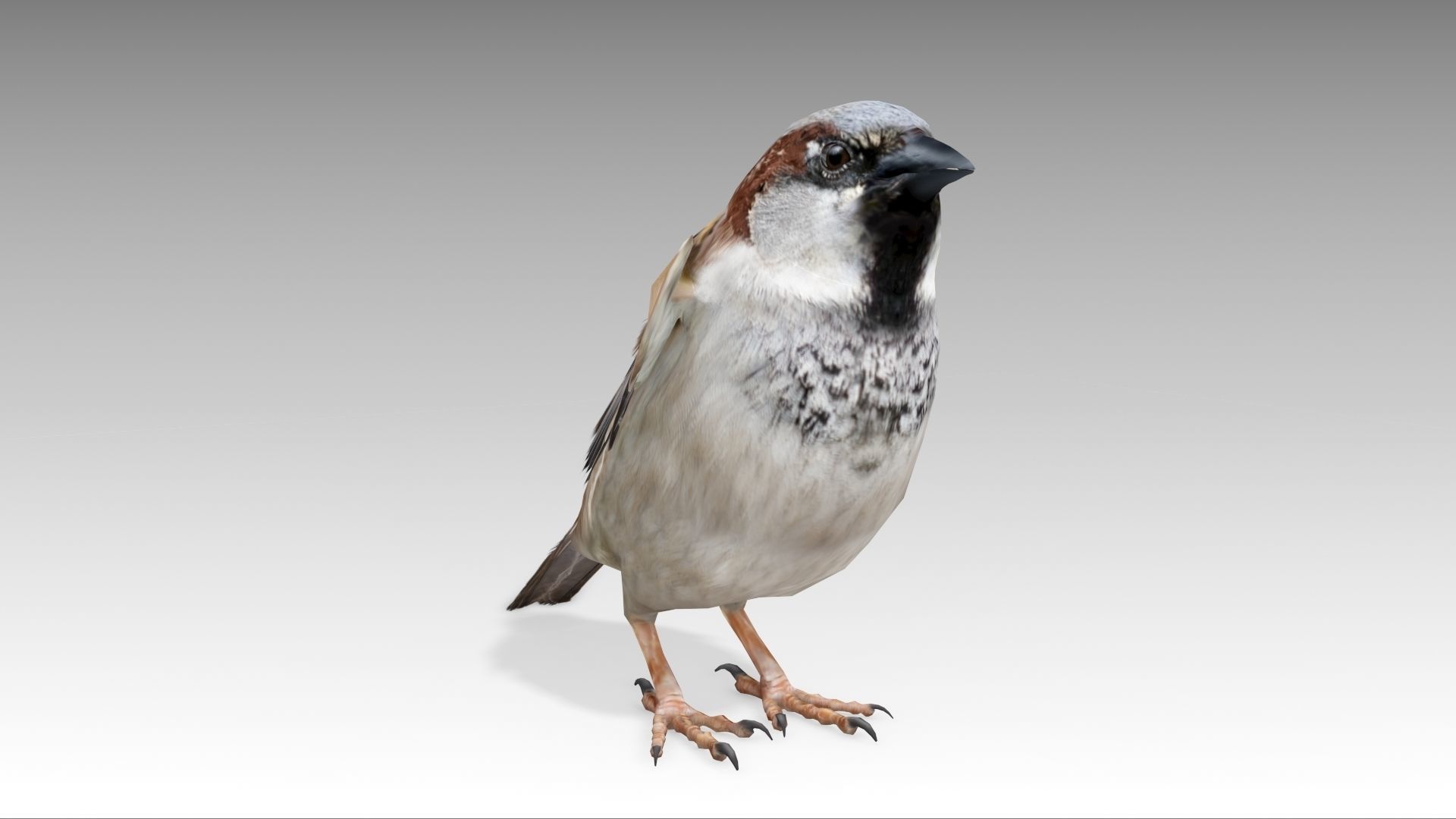 Sparrow flying in air Low-poly 3D model_2