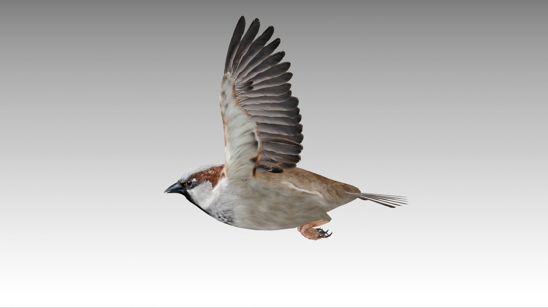 Sparrow flying in air Low-poly 3D model_14