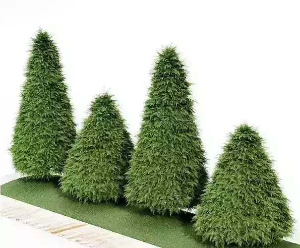 2 Different tree Cone shaped green coniferous Buxus trees 3D model