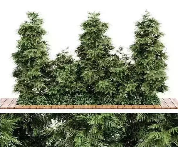 Slender Hinoki Cypress Tree Narrow Trees for Small Yards 3D model