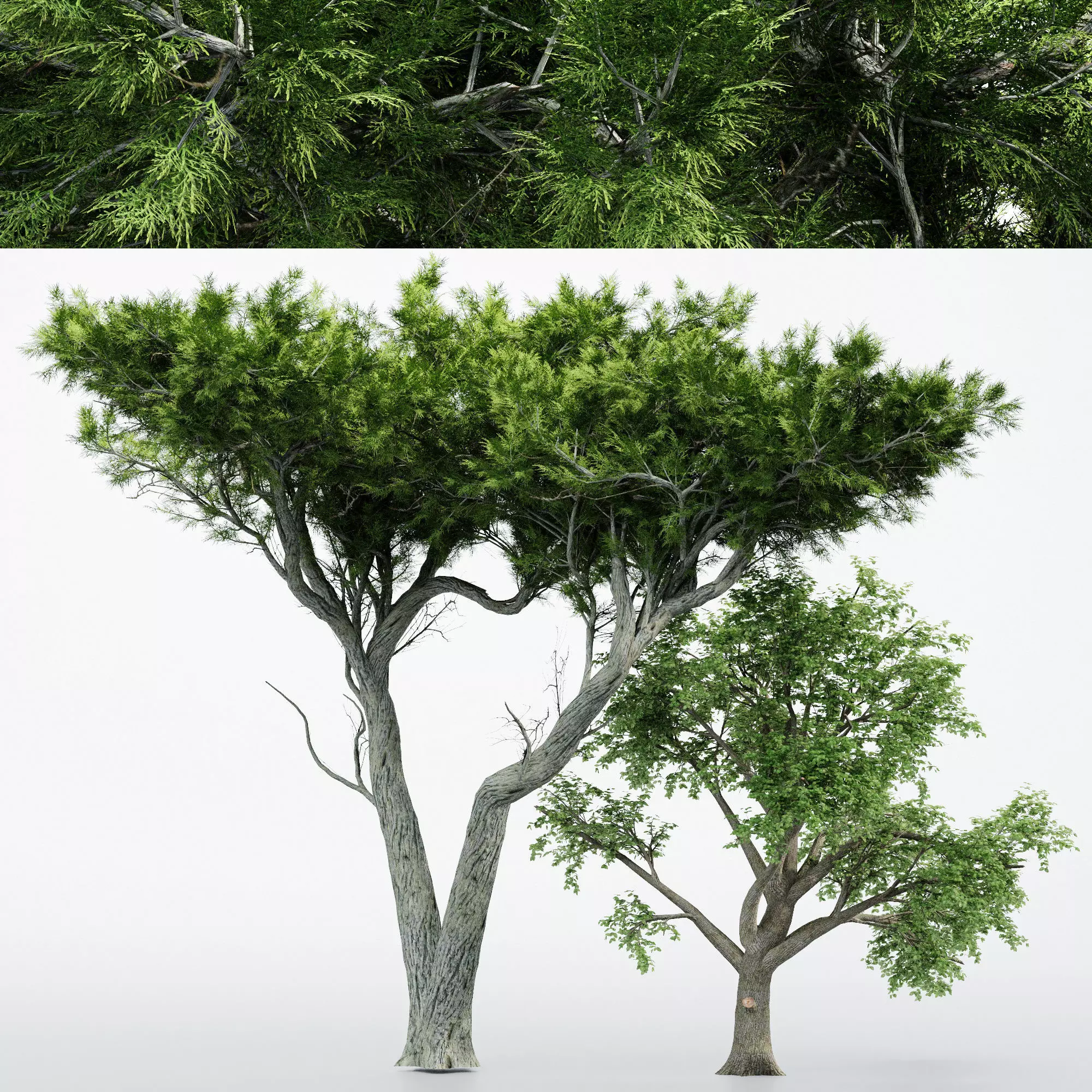 2 Different tree Broadleaf  tree collection 2 trees in the scene 3D model_0