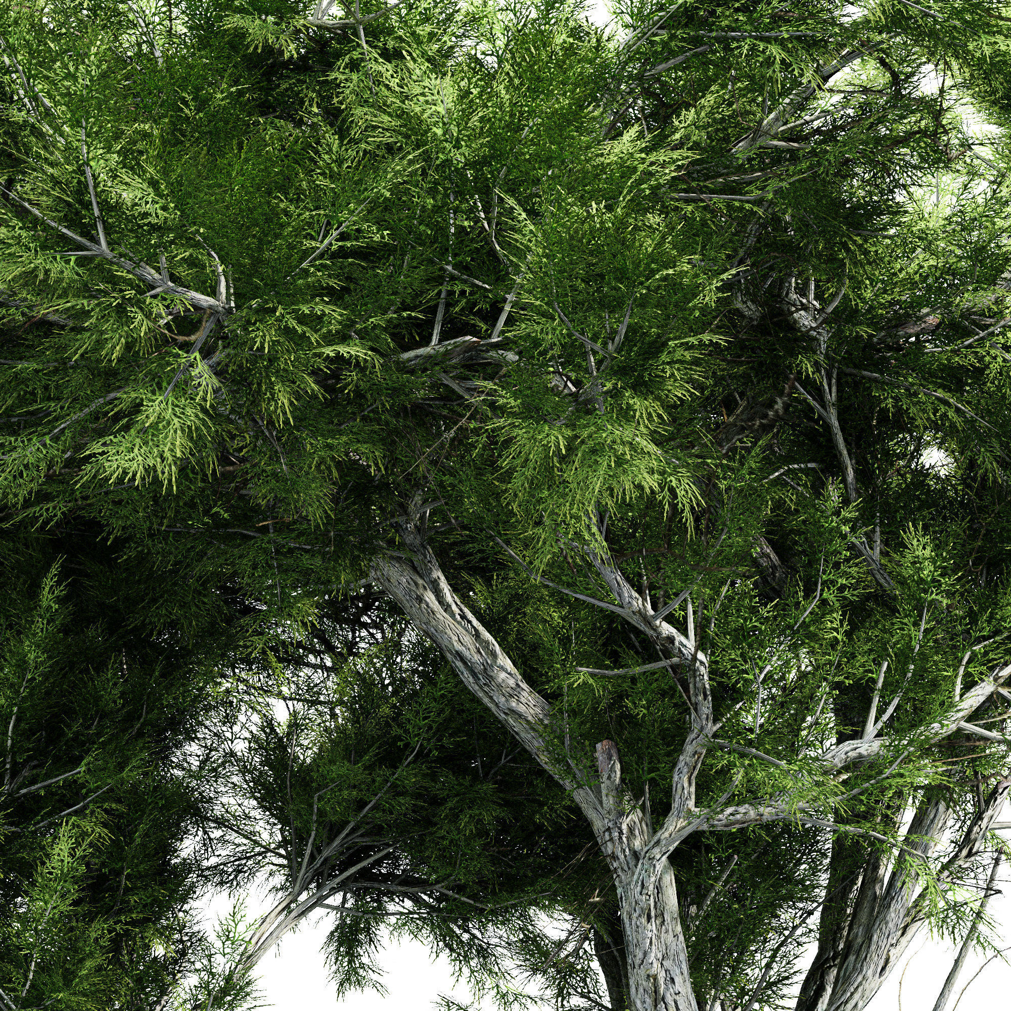 2 Different tree Broadleaf  tree collection 2 trees in the scene 3D model_1