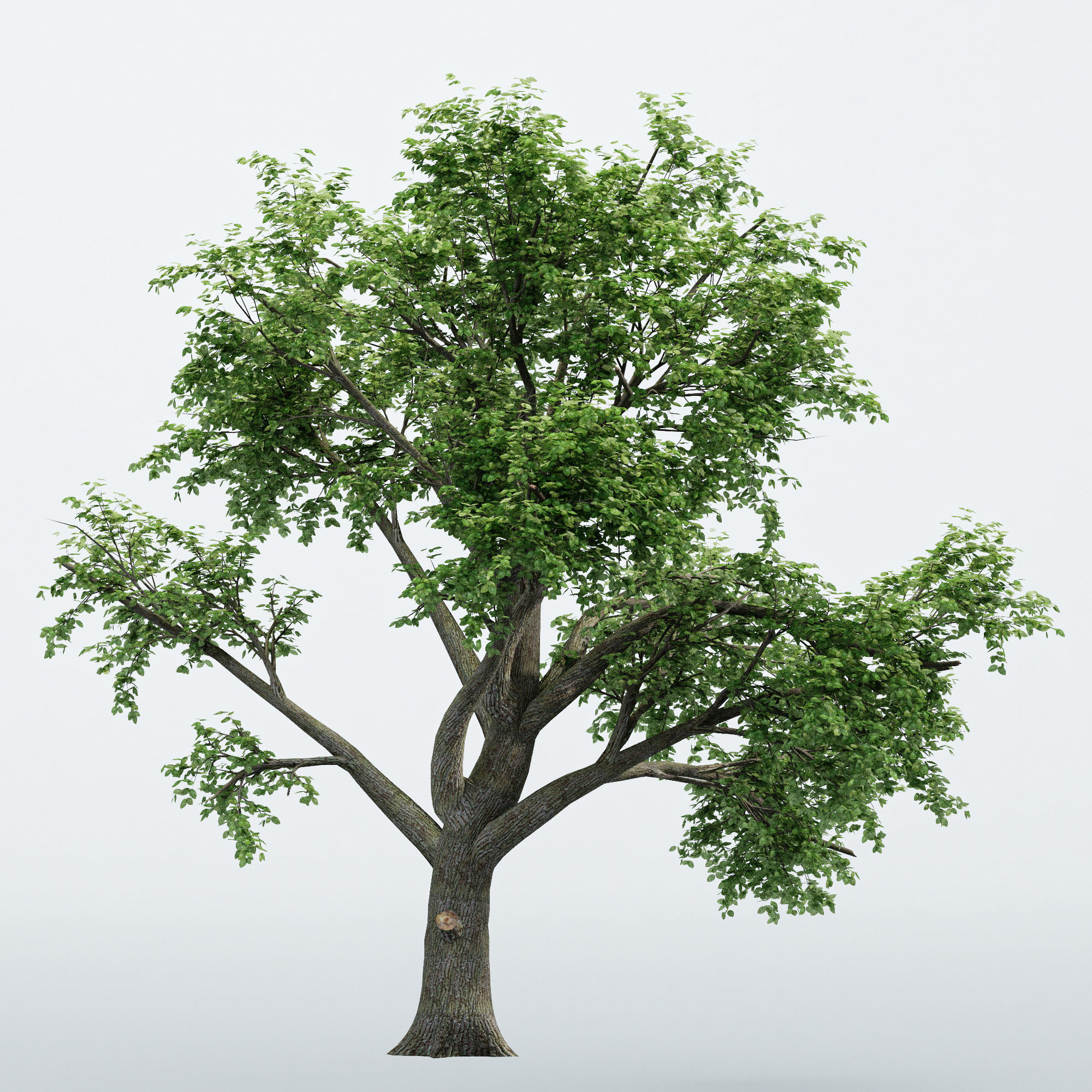 2 Different tree Broadleaf  tree collection 2 trees in the scene 3D model_2