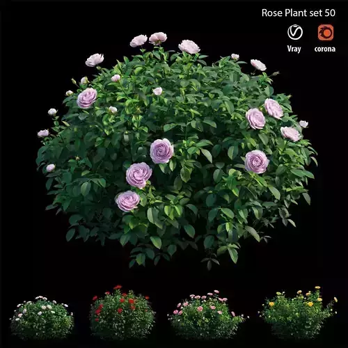 Rose plant set 50