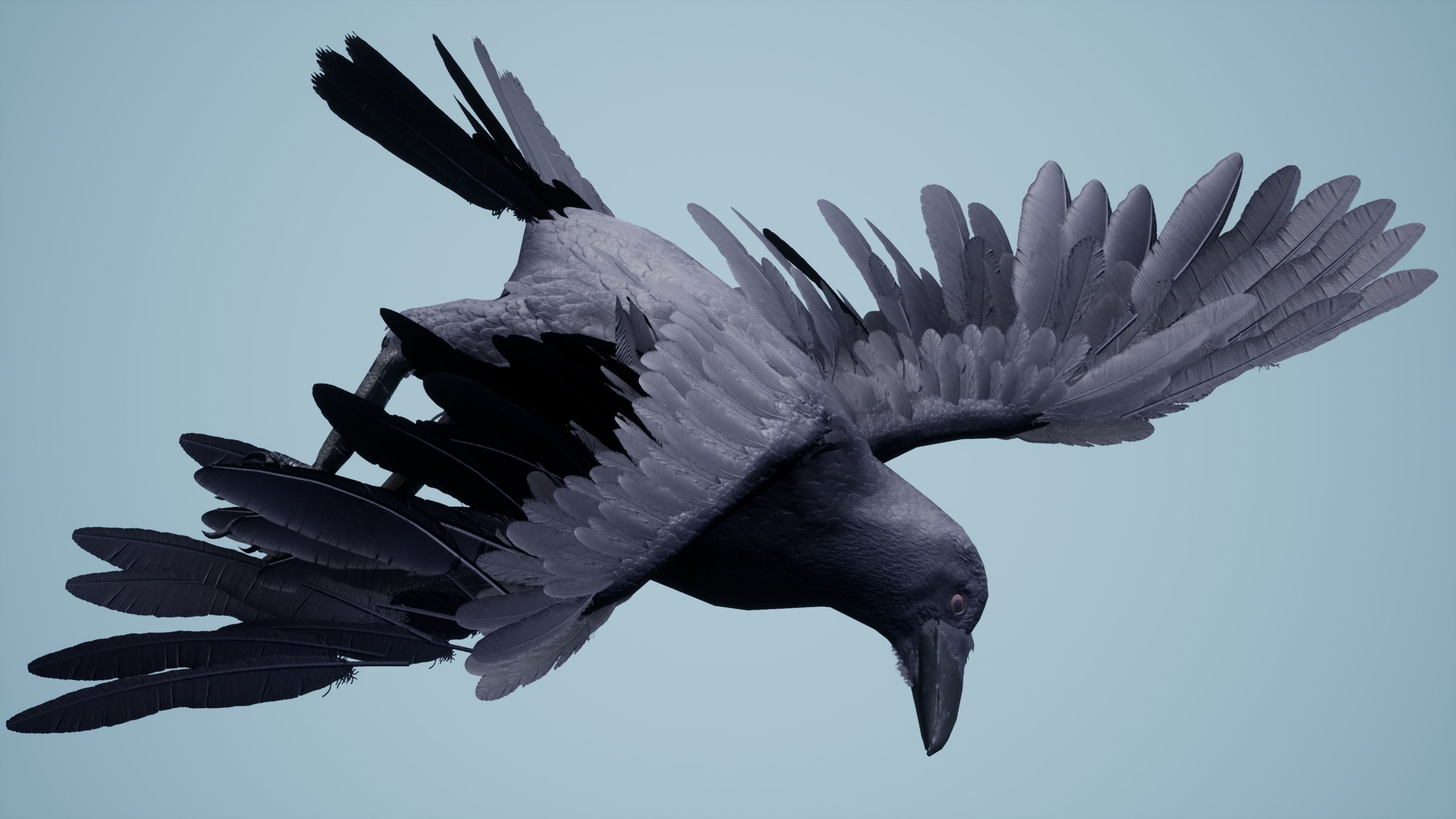 Dead Crow Low-poly 3D model_12
