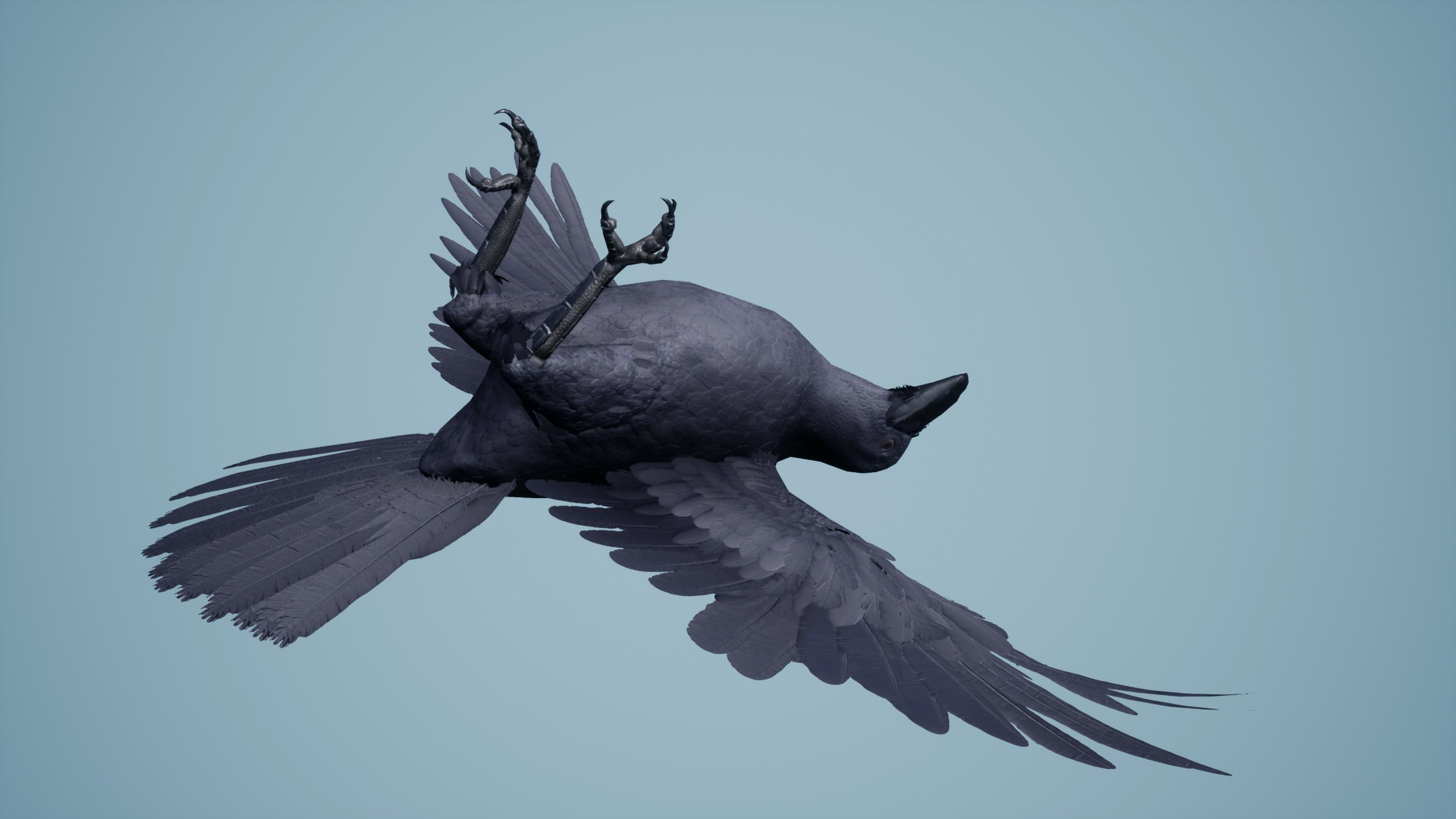 Dead Crow Low-poly 3D model_3