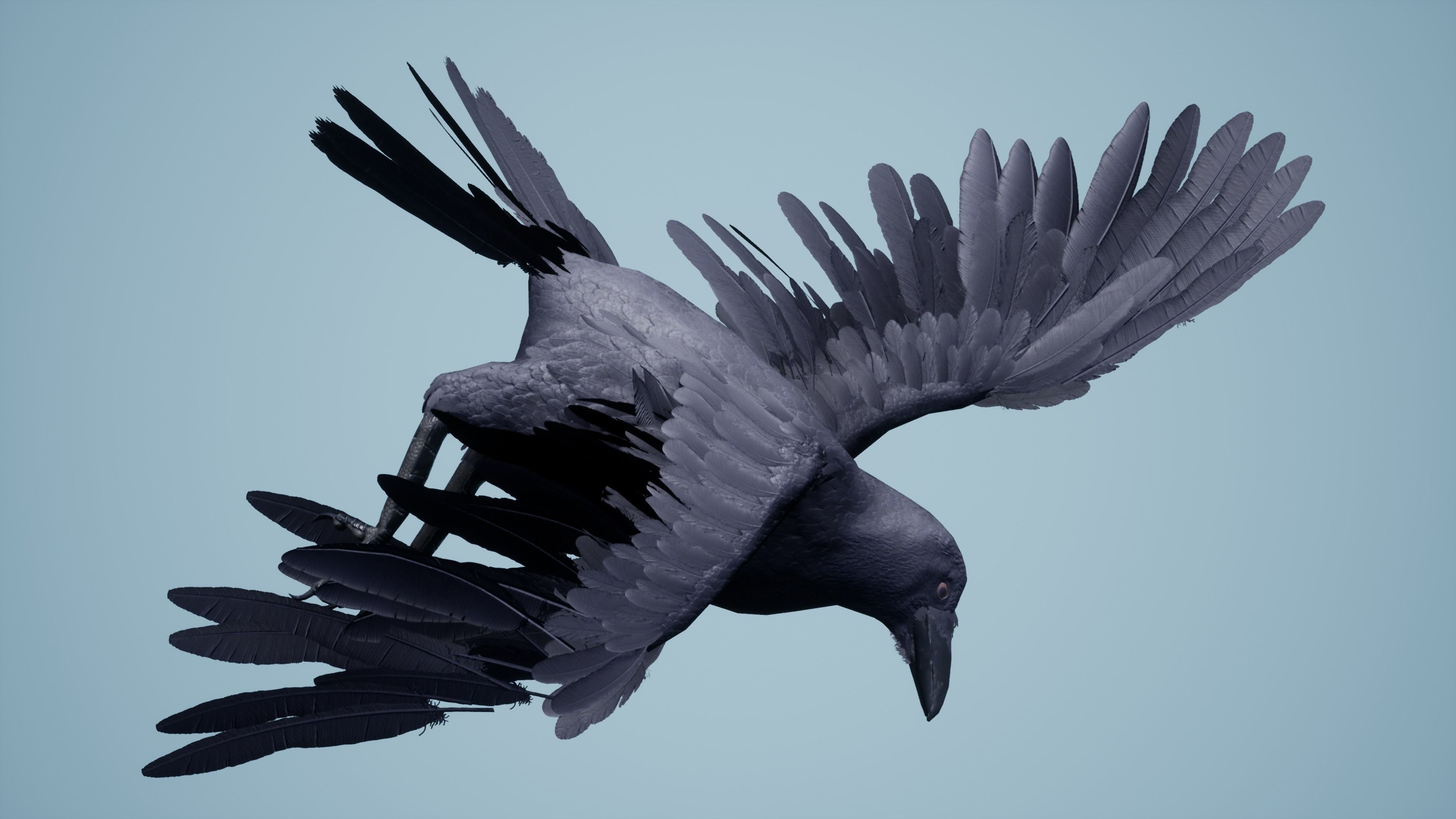 Dead Crow Low-poly 3D model_10