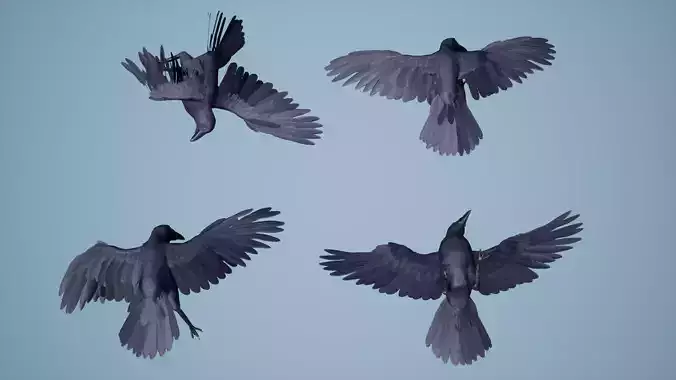 Dead Crow Low-poly 3D model