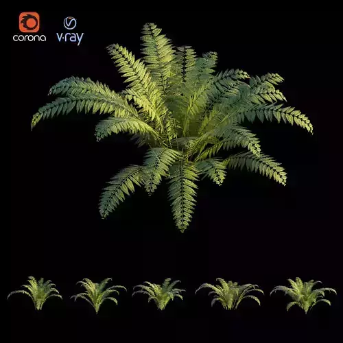 prickly shield fern  3D model