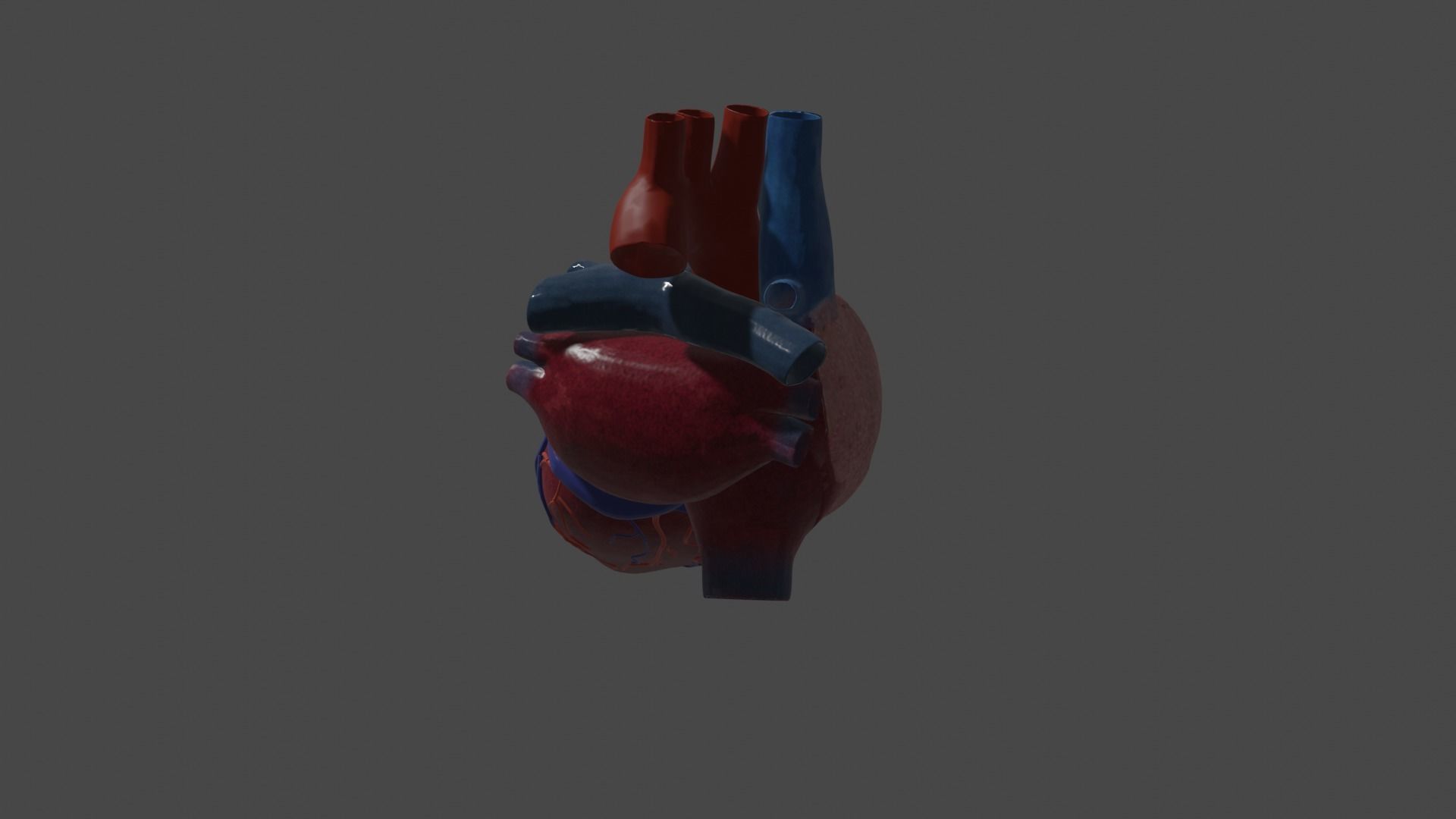 Heart Educational 3d model Low-poly 3D model_7