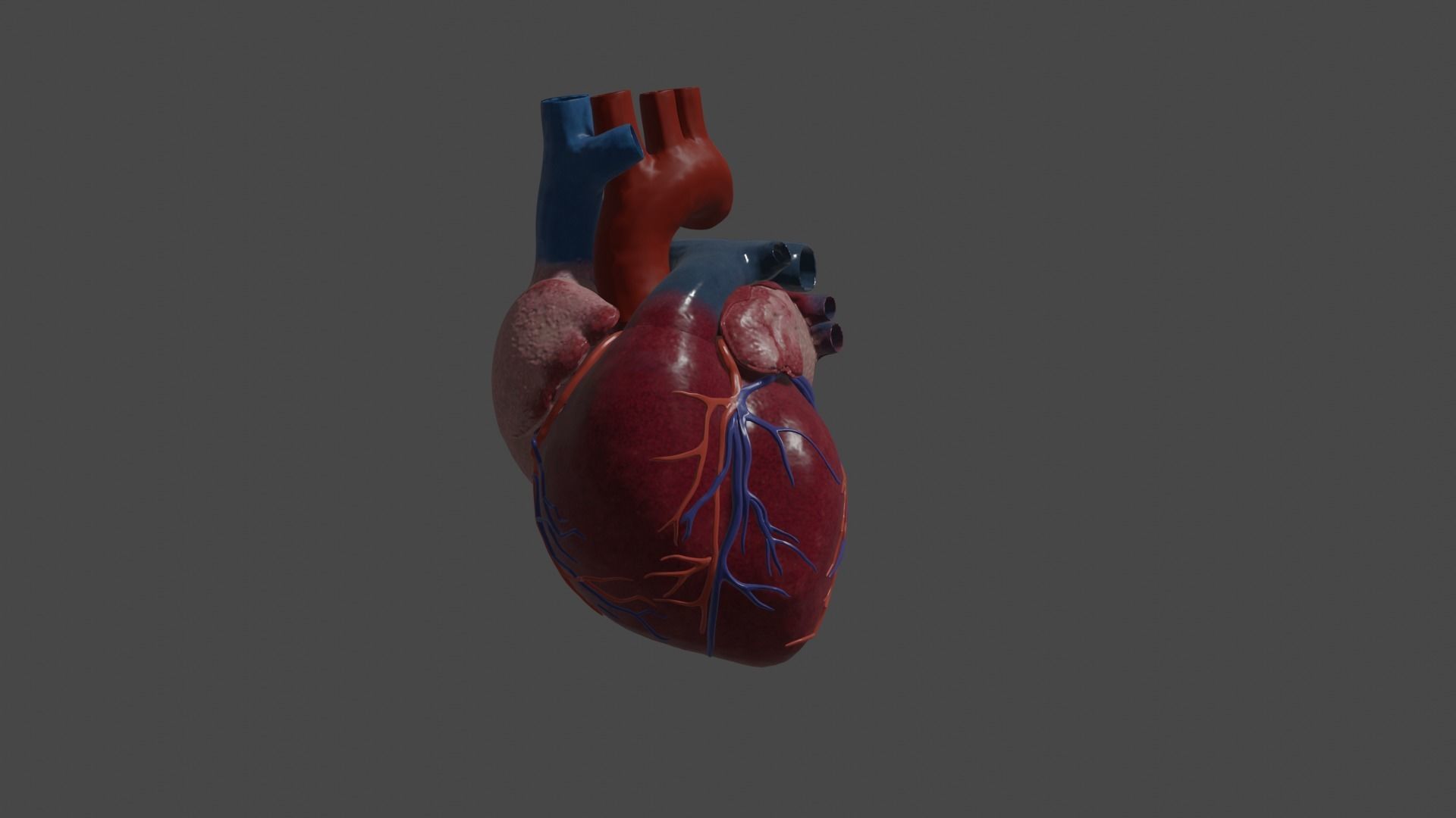 Heart Educational 3d model Low-poly 3D model_9
