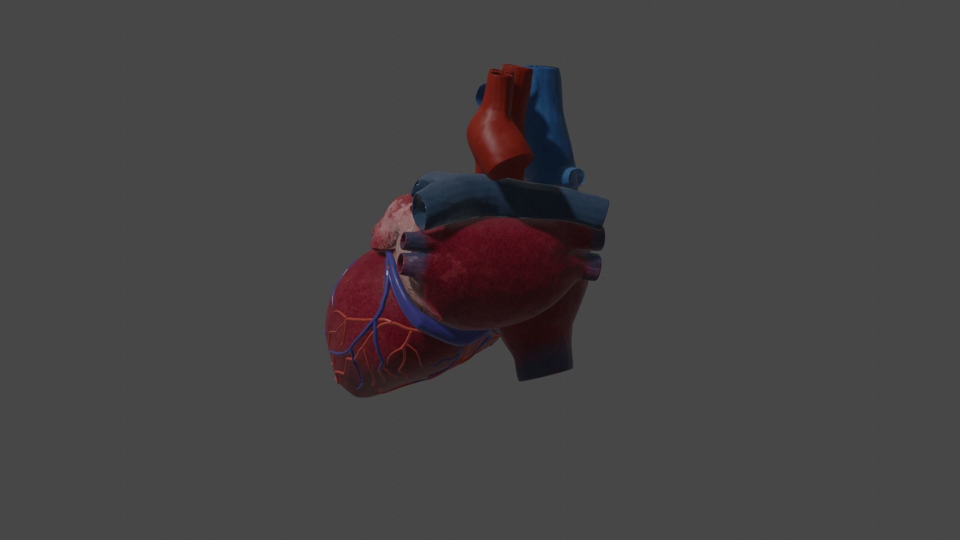 Heart Educational 3d model Low-poly 3D model_6