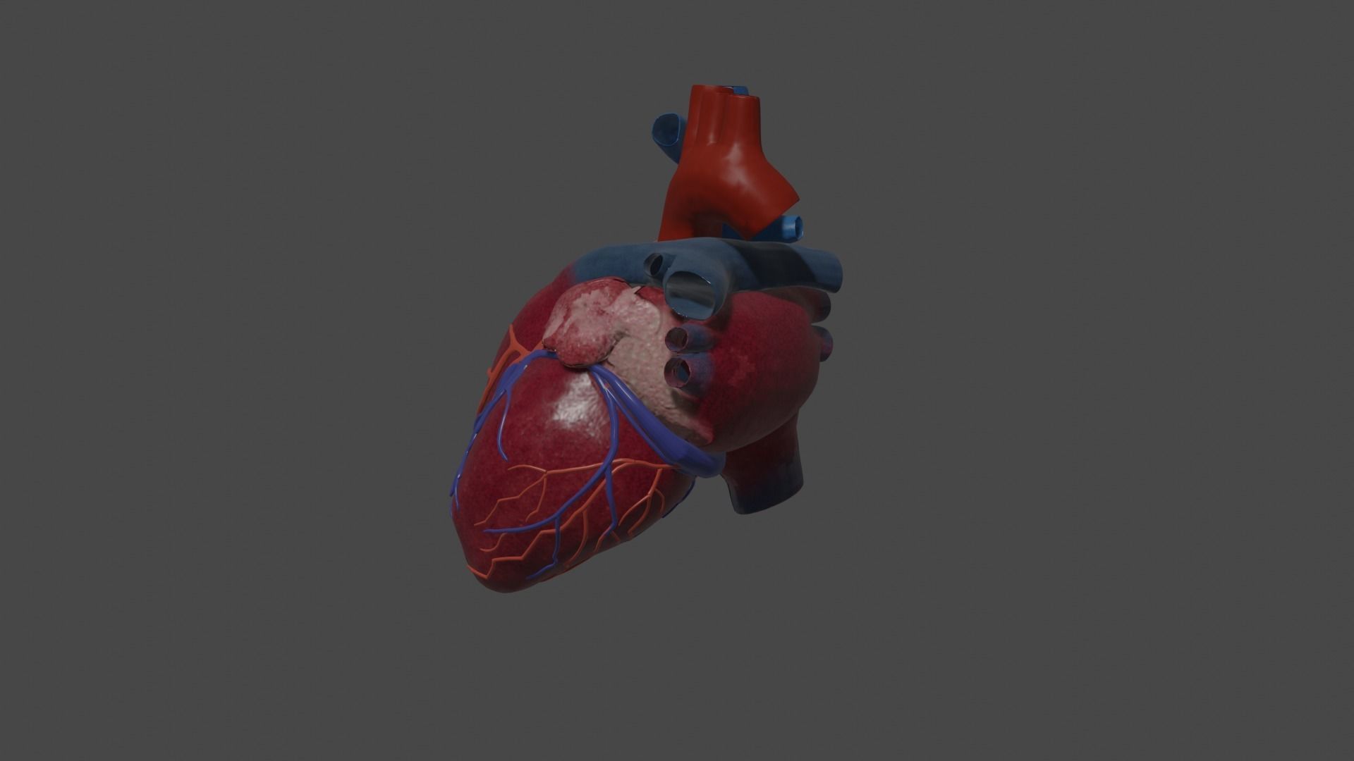 Heart Educational 3d model Low-poly 3D model_5