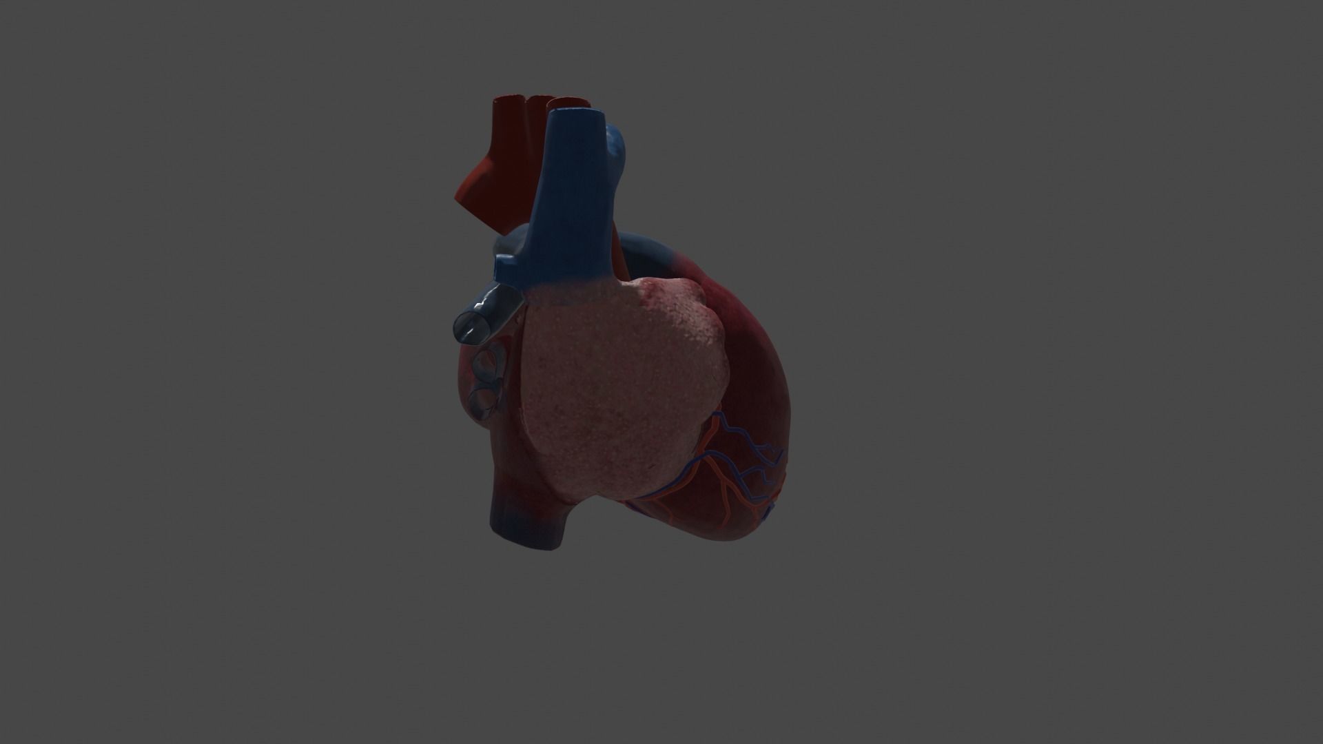 Heart Educational 3d model Low-poly 3D model_8