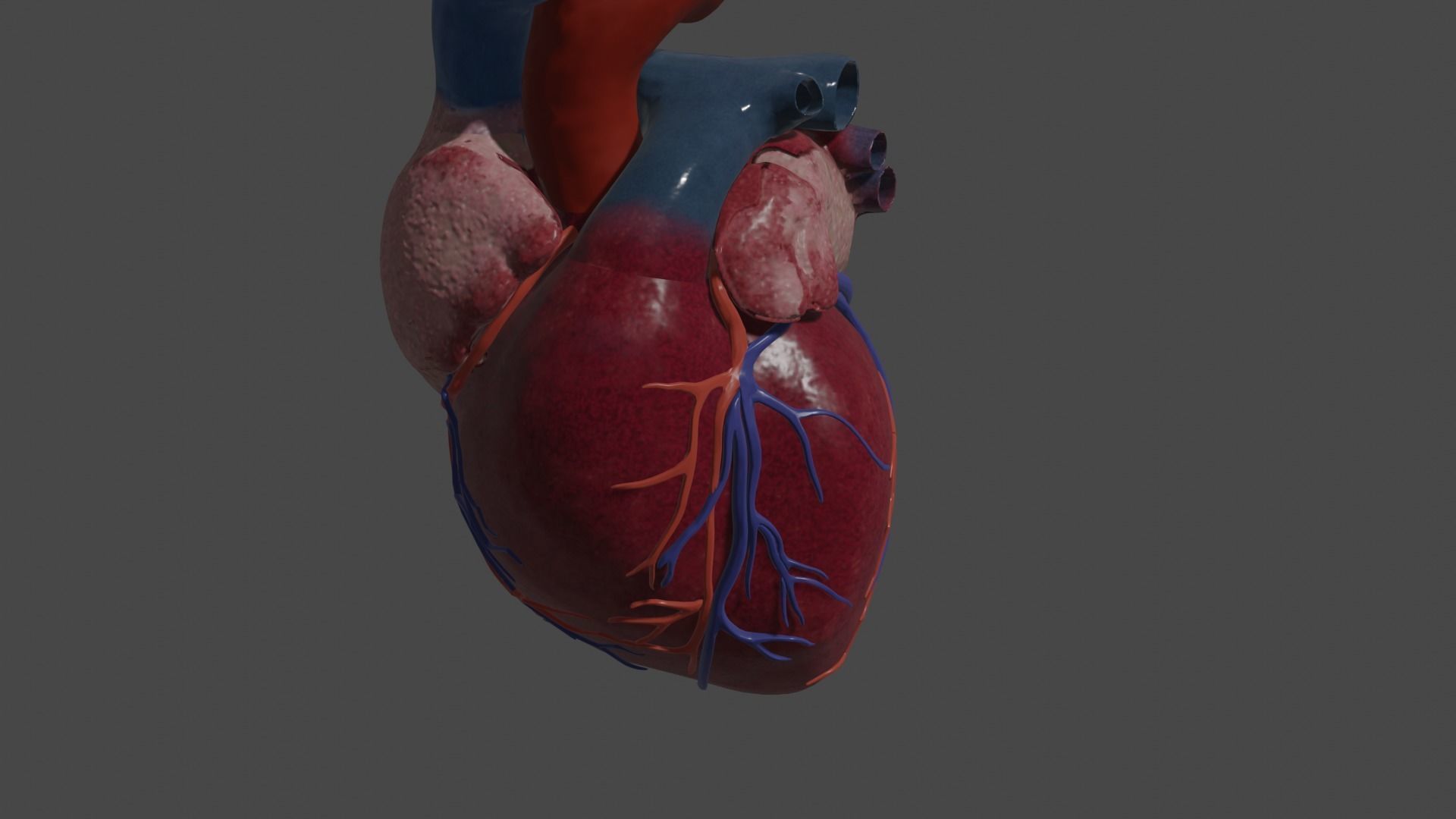 Heart Educational 3d model Low-poly 3D model_1