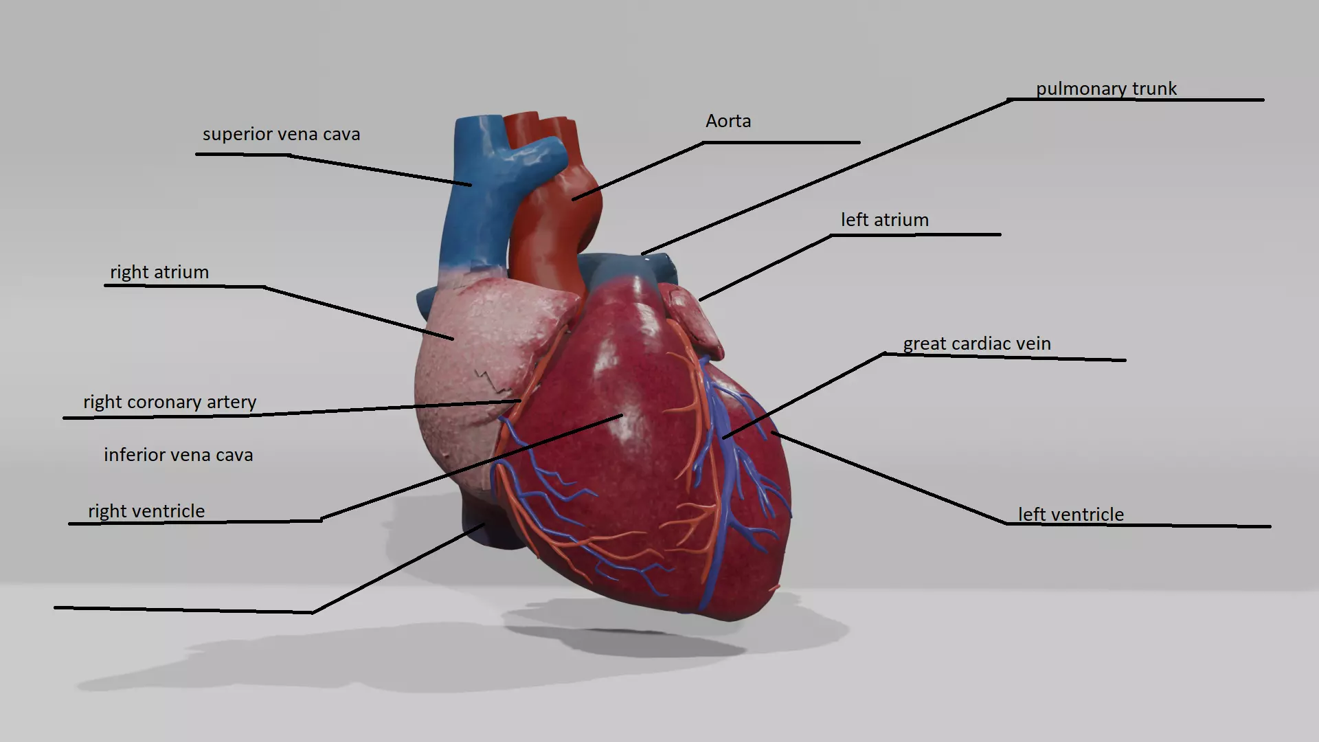 Heart Educational 3d model Low-poly 3D model_0