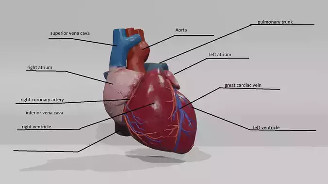Heart Educational 3d model Low-poly 3D model
