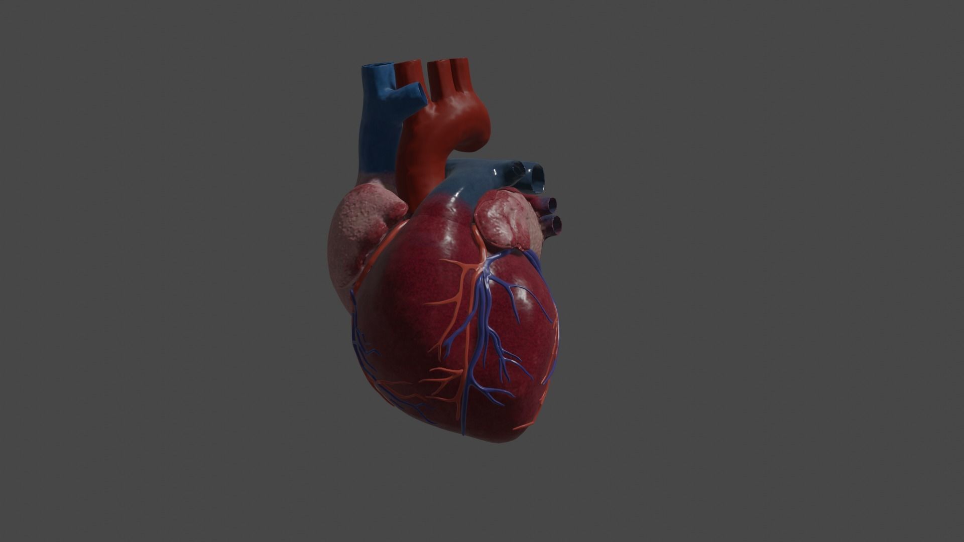 Heart Educational 3d model Low-poly 3D model_10