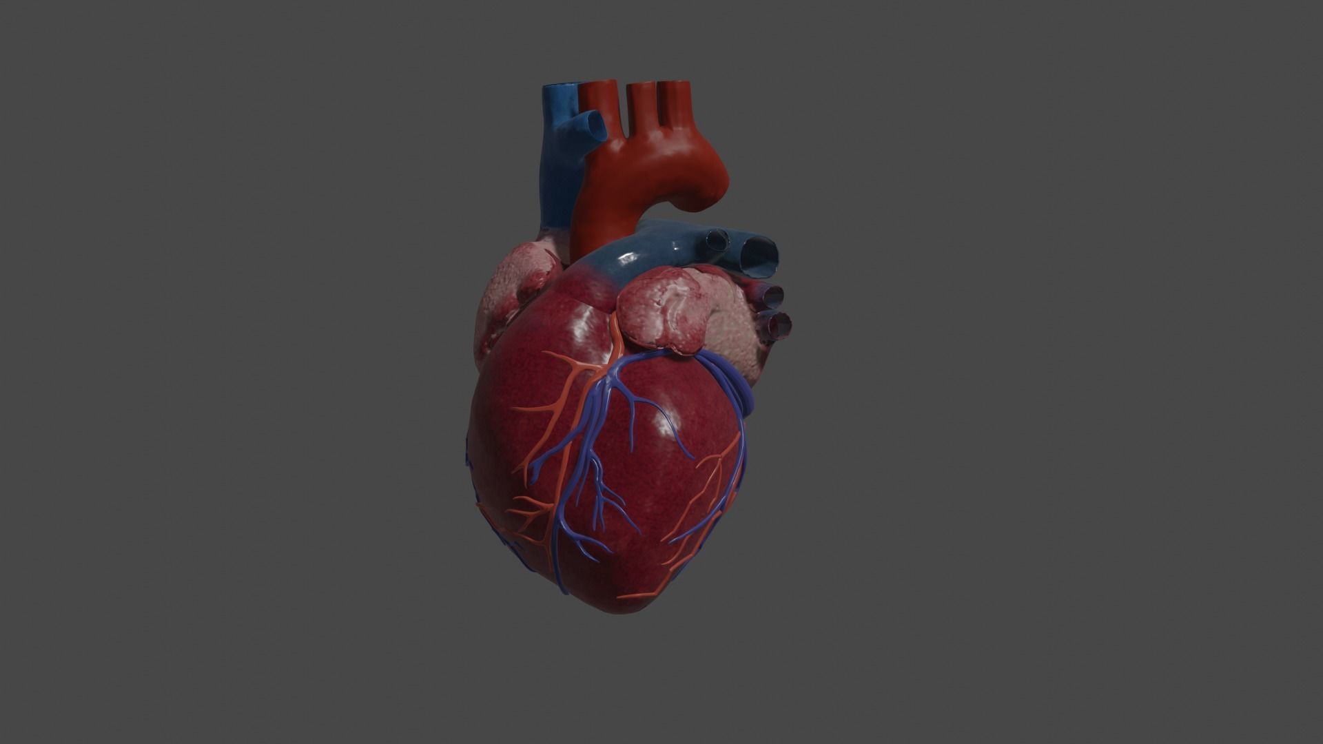 Heart Educational 3d model Low-poly 3D model_2