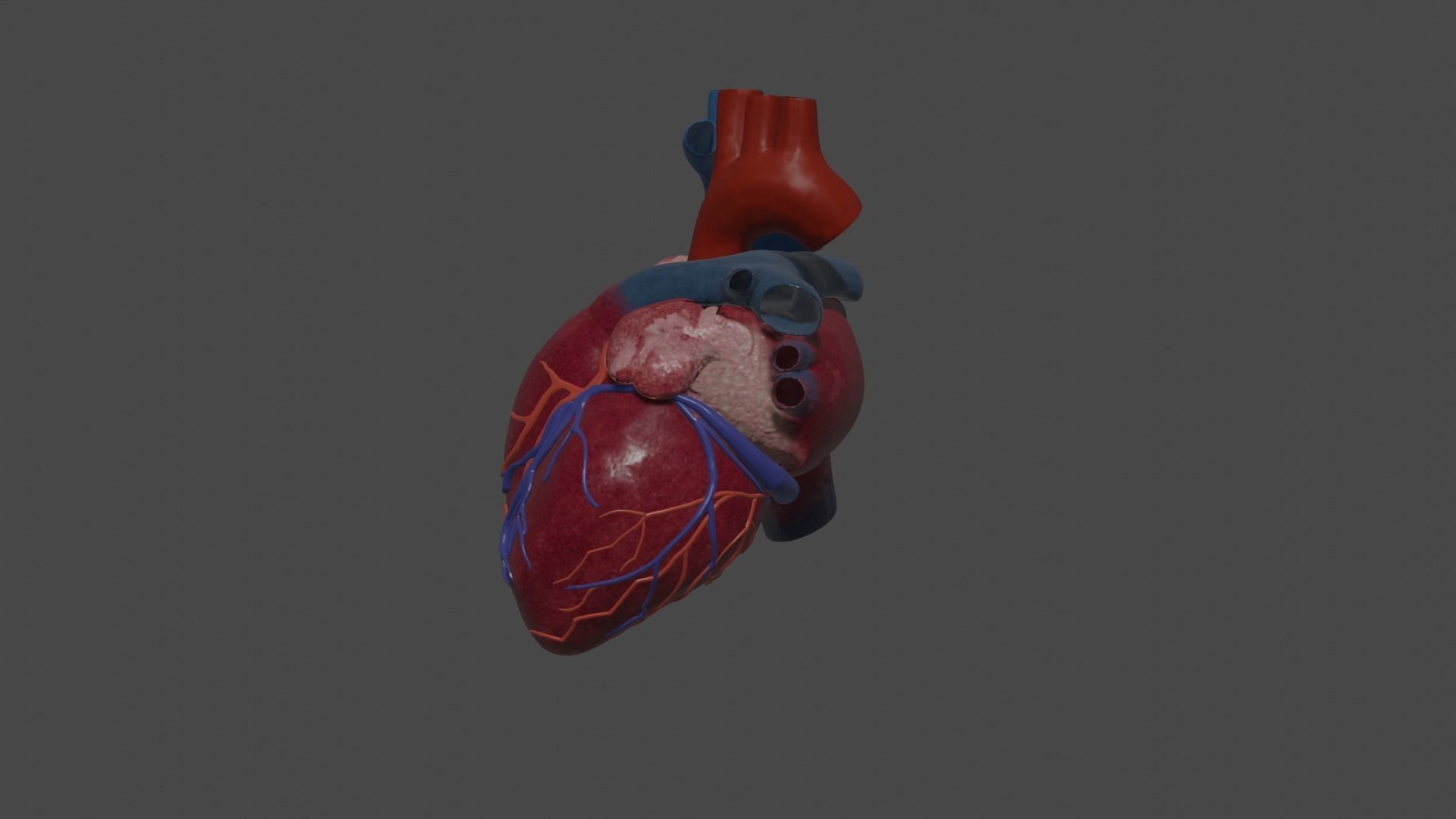 Heart Educational 3d model Low-poly 3D model_4