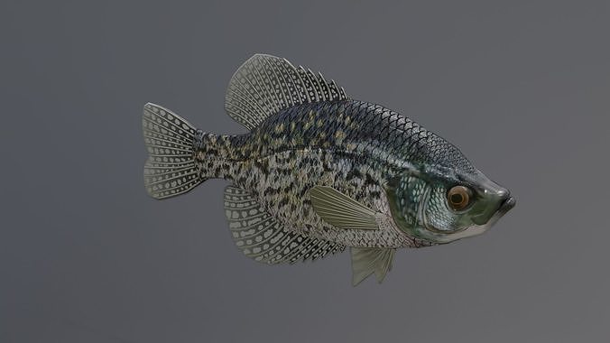 Crappie Fish Low-poly 3D model
