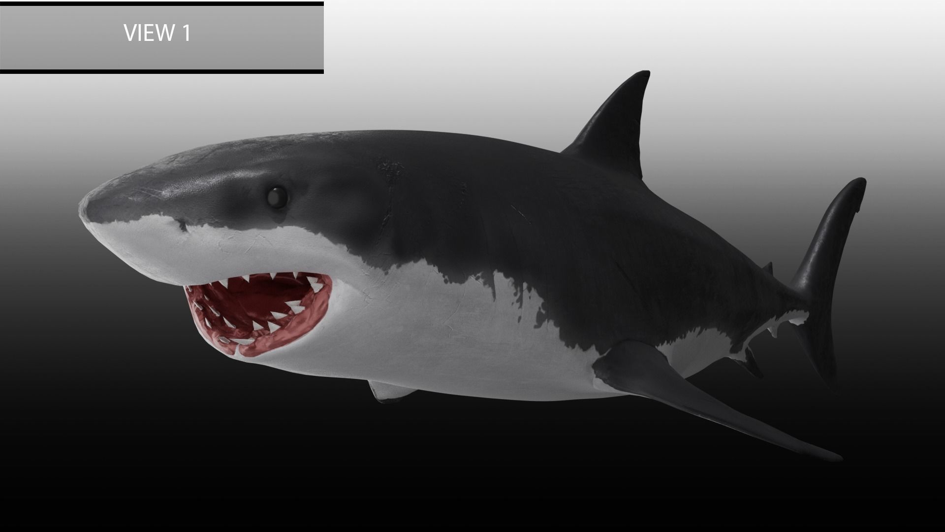 Realistic Animated Great White Shark Low-poly 3D model_10