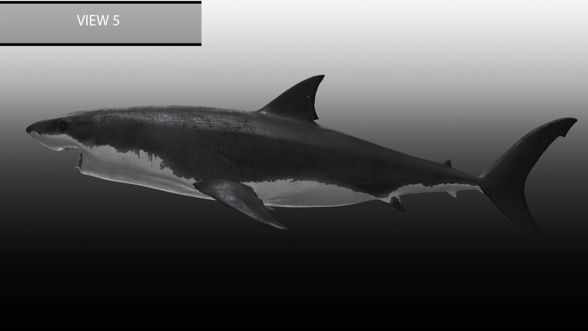 Realistic Animated Great White Shark Low-poly 3D model_14